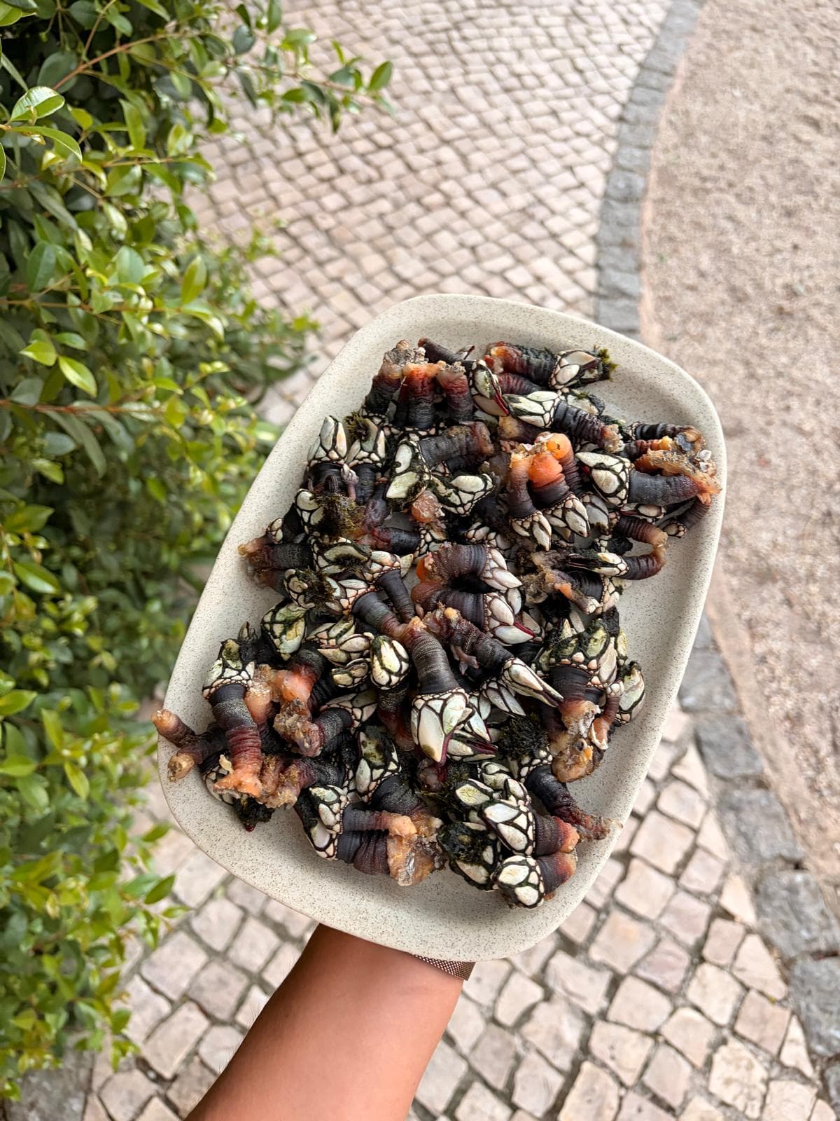 Percebes da costa de Aljezur em travessa de grés